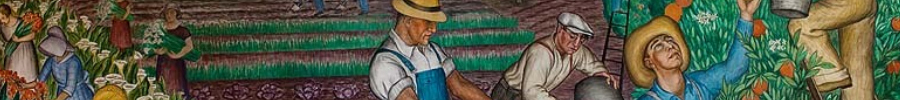 Farm Workers Picking Oranges