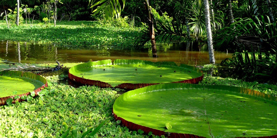 The Amazon Victoria Regia waterlily, the biggest lily in the world
