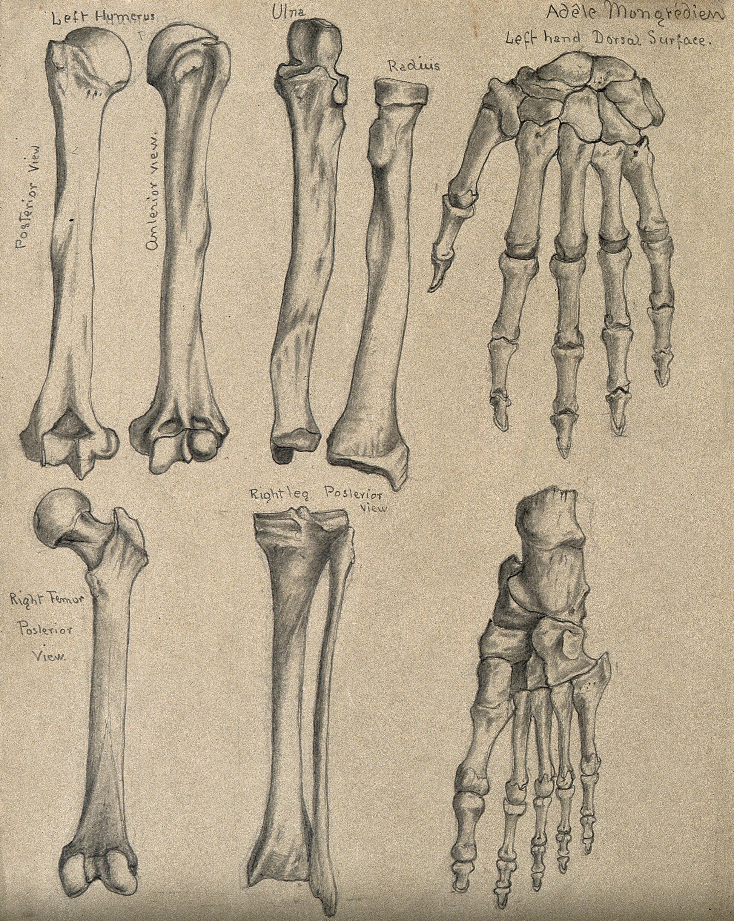 Historic drawing of arm bones