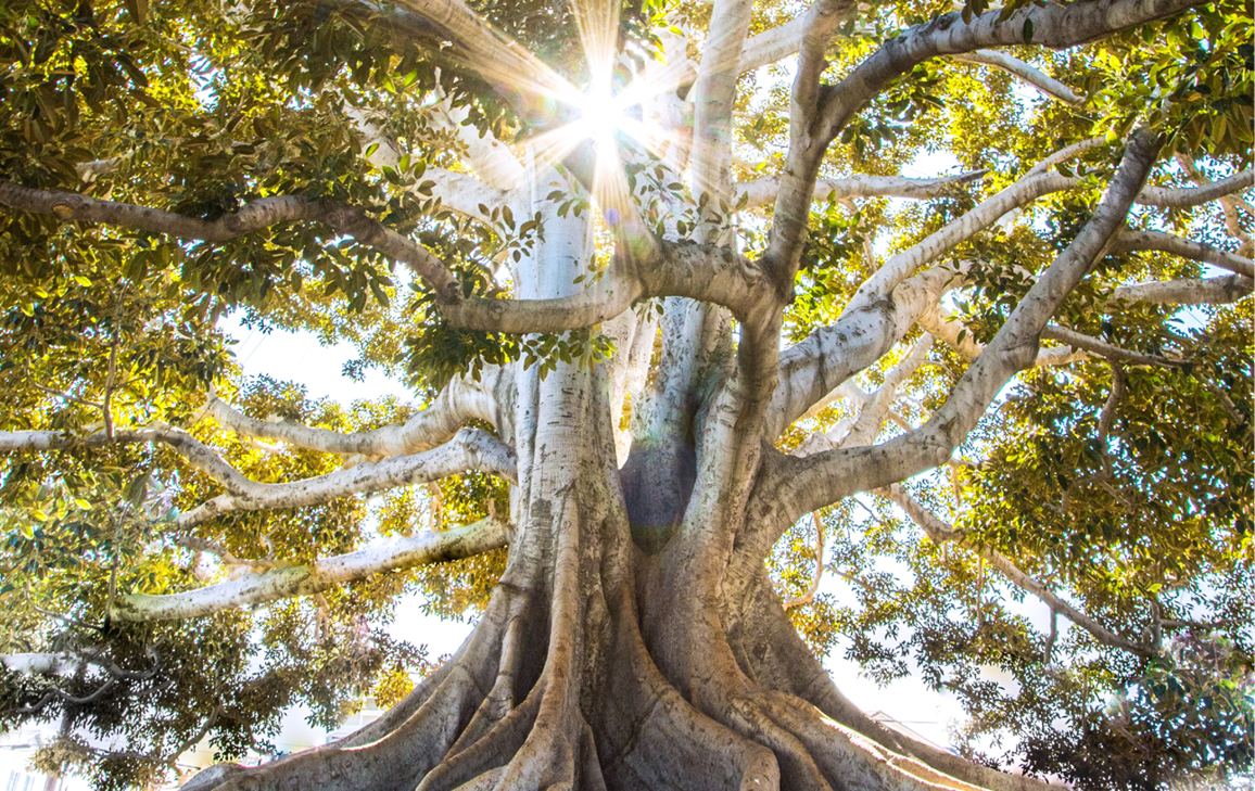 A large tree with sunlight shining through it