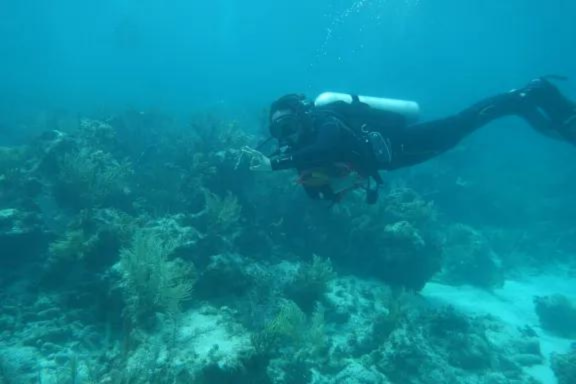 diver swimming along seabed