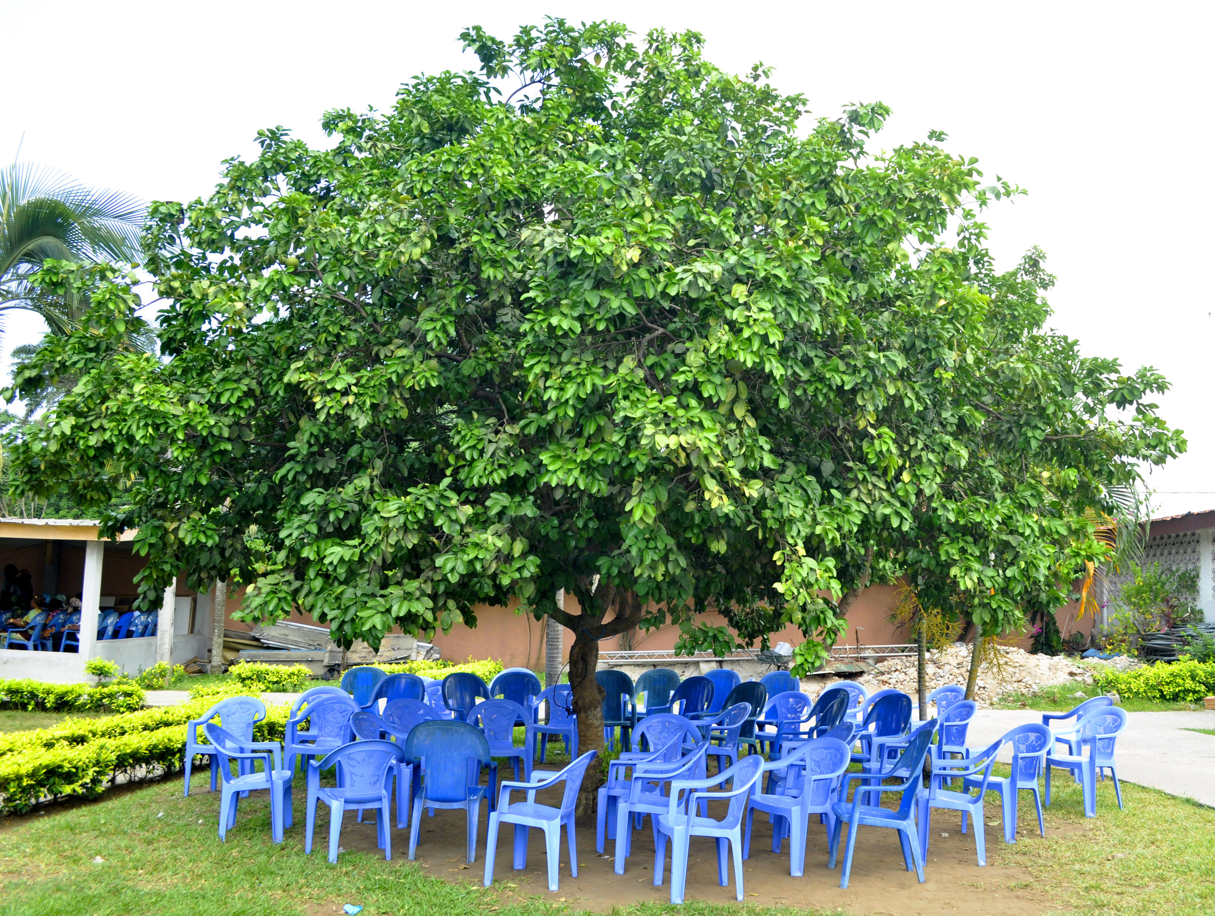 large tree with blue plastic chairs circled under the canopy