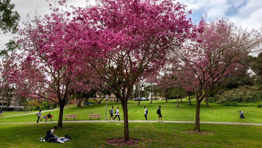 Pink Trumpet Trees explode with color in Aldrich Park. photo: Steve Zylius/UCI