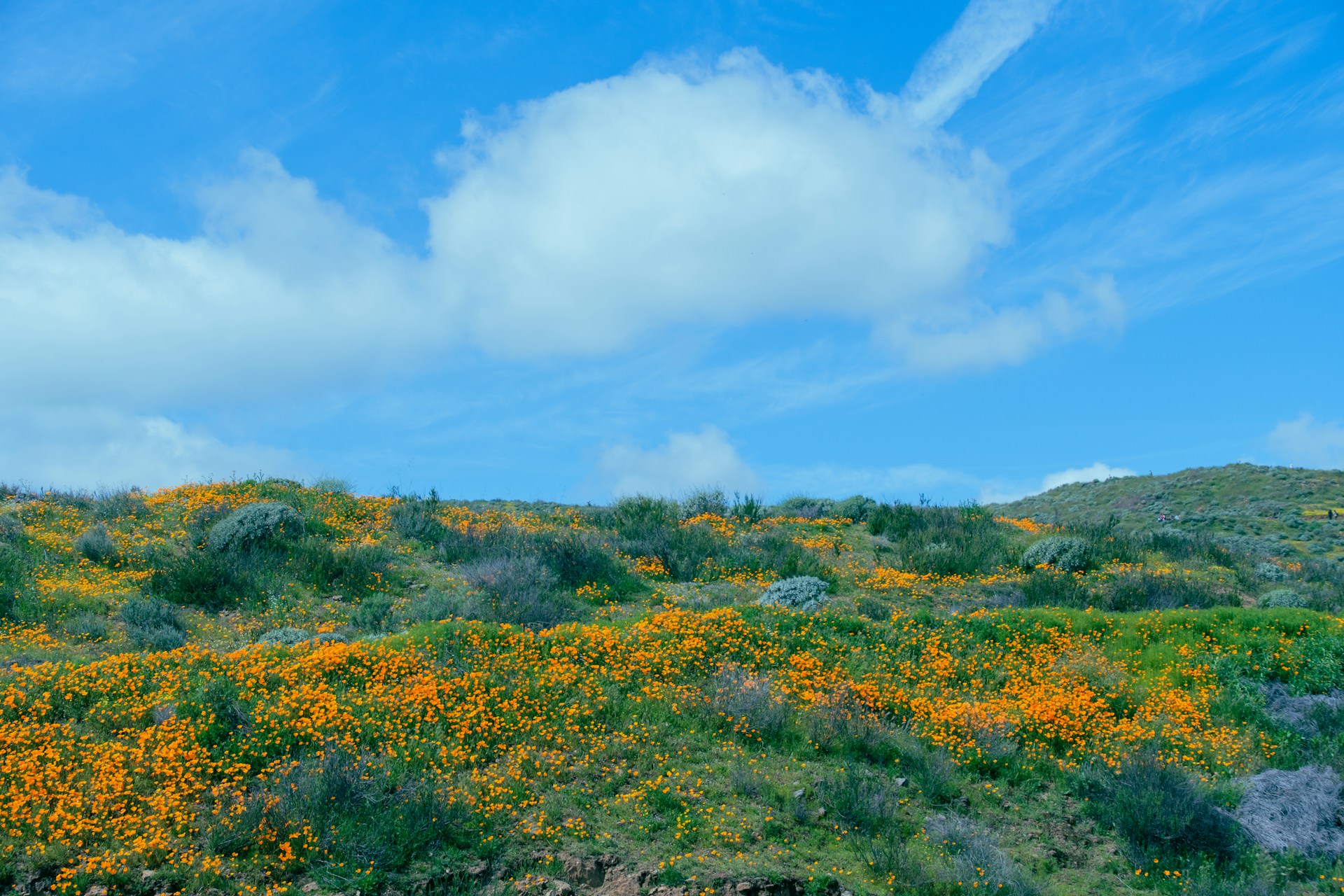 field of California wildfires