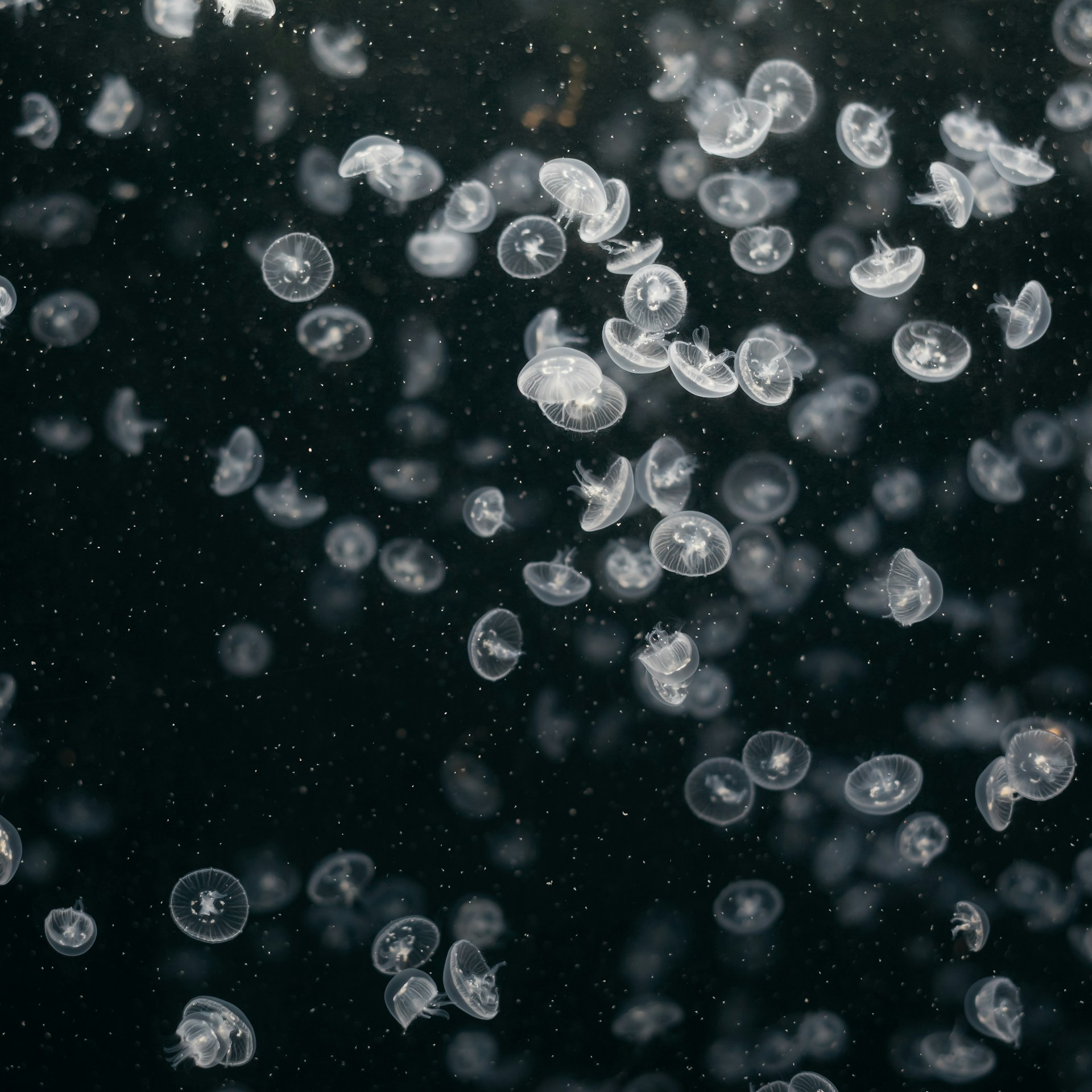 black and white image of group of jellyfish