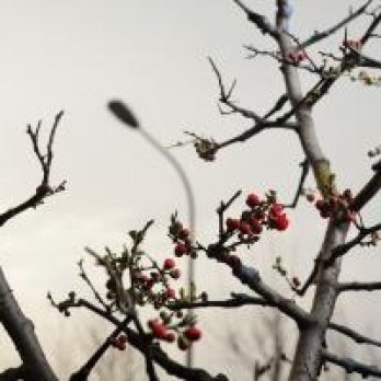 flowering tree branches against gray sky