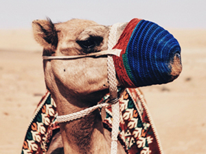camel.jpg Camel