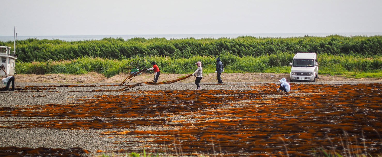 Harvesting Seaweed Harvesting Seaweed