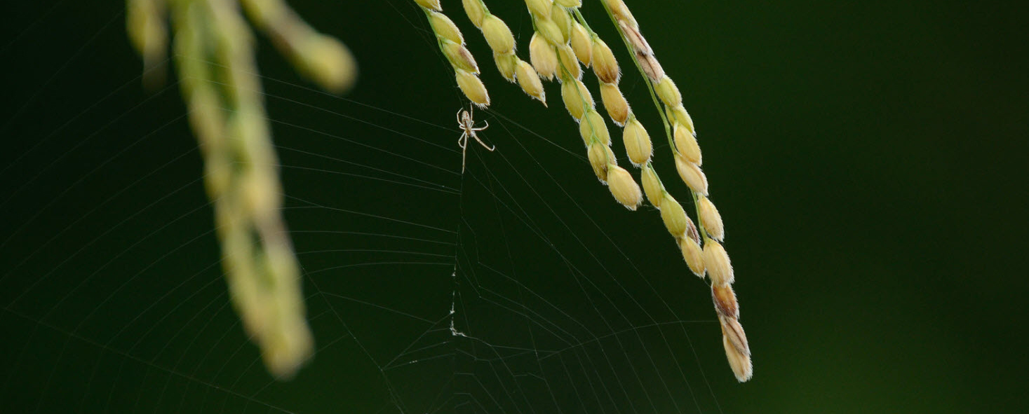 Spider spinning web