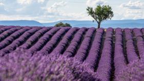 Lavender Field in France