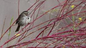 Photograph accompanying The Sparrow in Willow by poet Linda Thomas. The poem, which celebrates Orange County fauna, describes the moment in which this photo was taken.