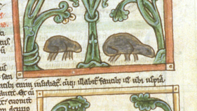 medieval manuscript drawing of beetles