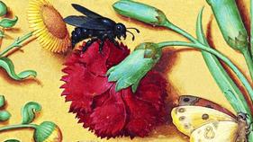 Medieval color drawing of black bug on red flower