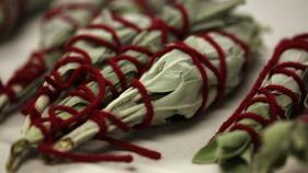 California white sage prepared for an Earth Day celebration hosted by the La Jolla Band of Luiseño Indians in northern San Diego County. Source: UCI Digital Archive