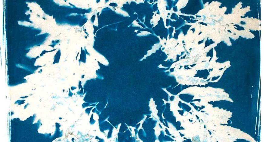 Seaweed Selfies Photomedia, Interdigitation, and Hawaiian Networked Images