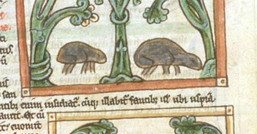 medieval manuscript drawing of beetles