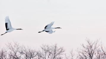 cranes hokkaido japan