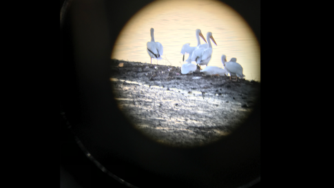 Pelicans through lens