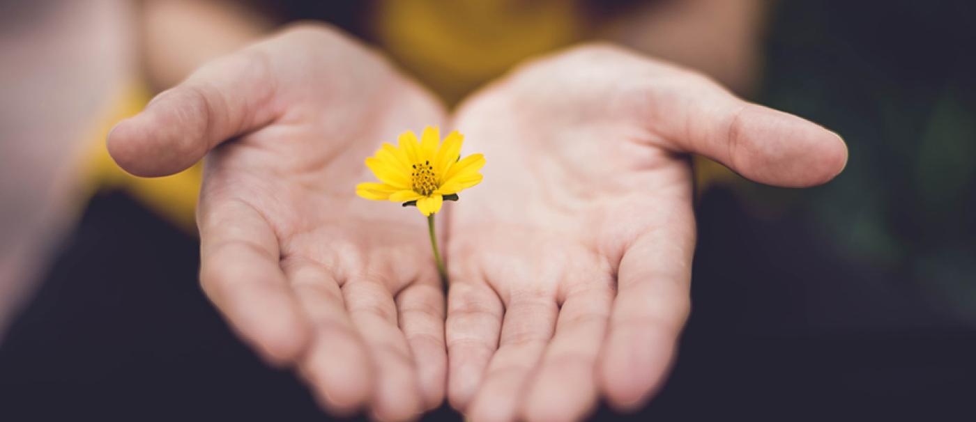two hands open and holding small yellow flower