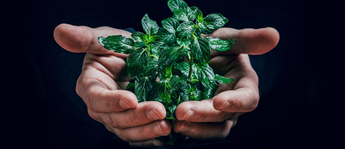 cupped hands holding green plant