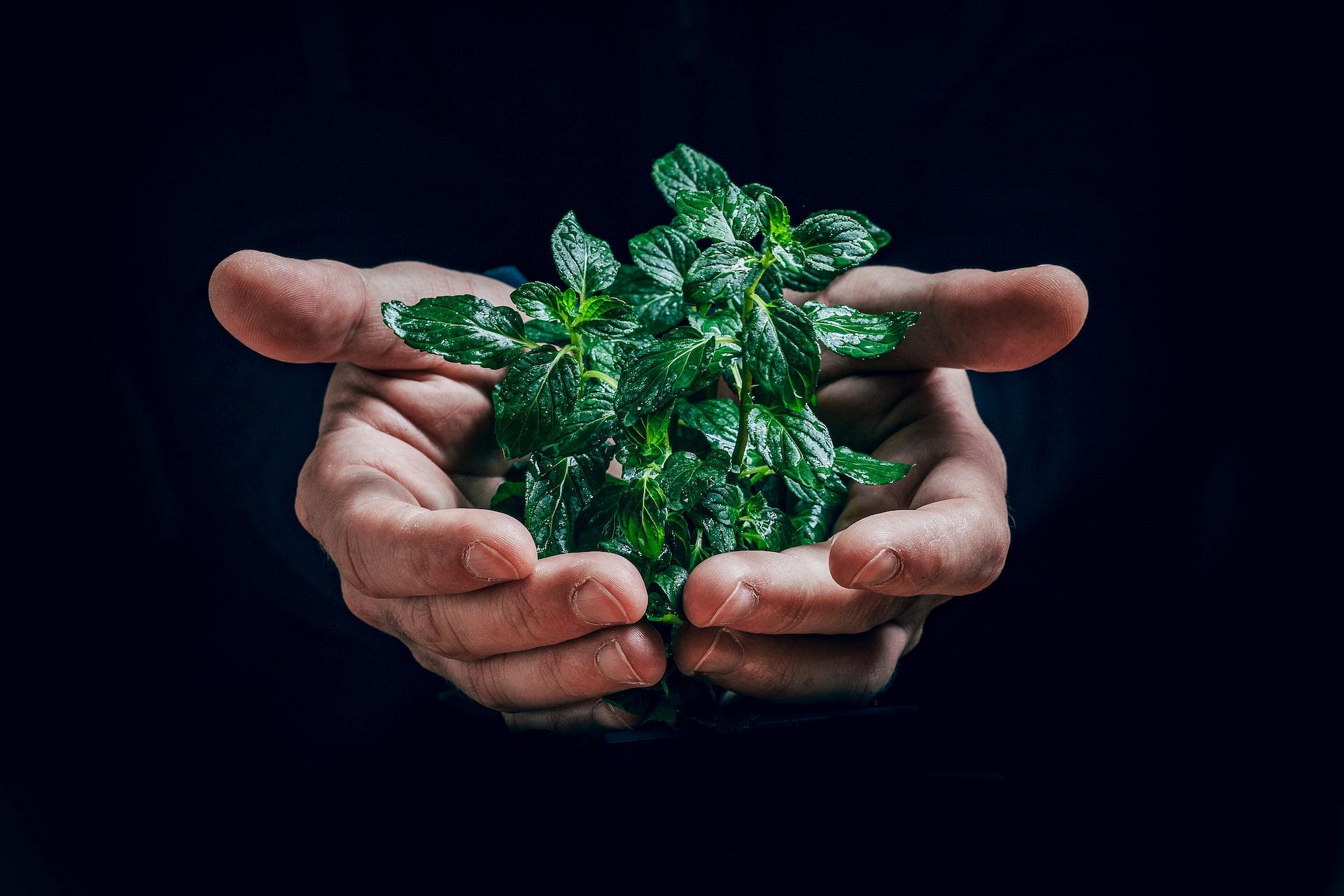 cupped hands holding green plant