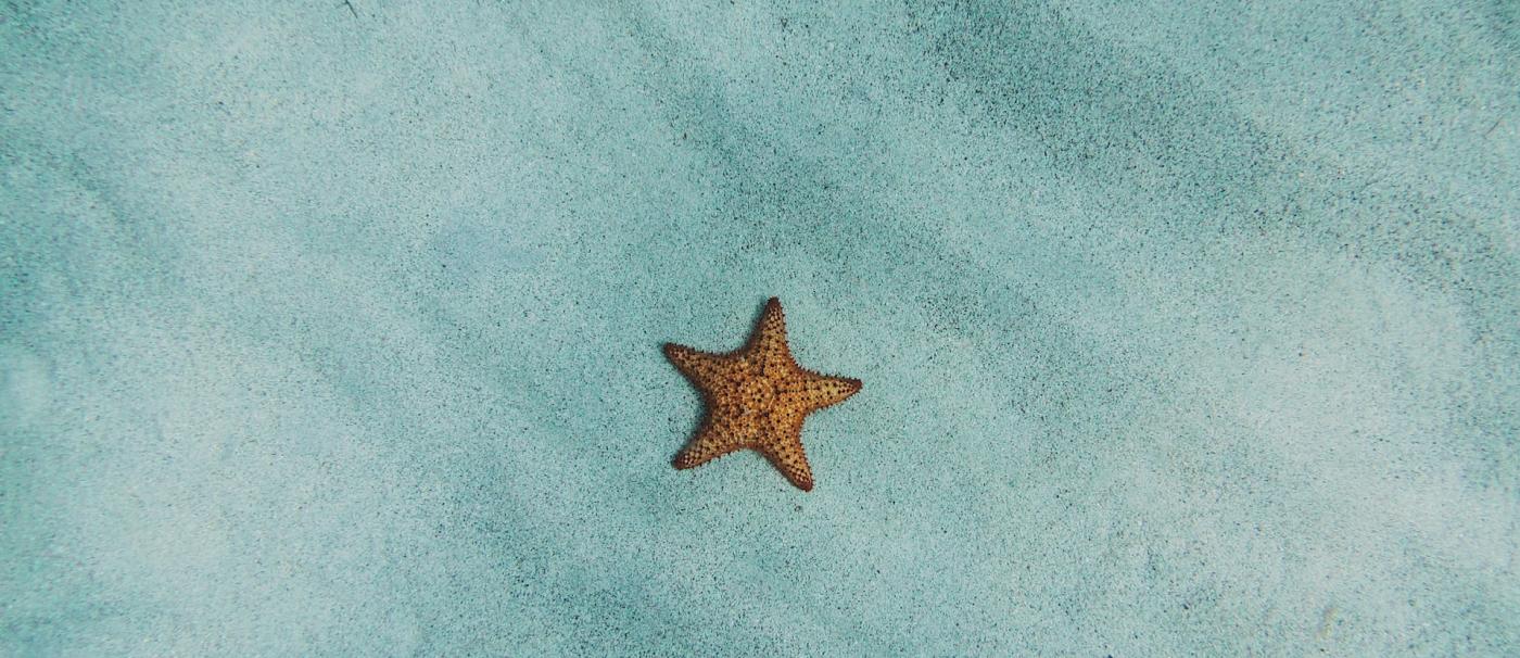 photo of starfish on sand
