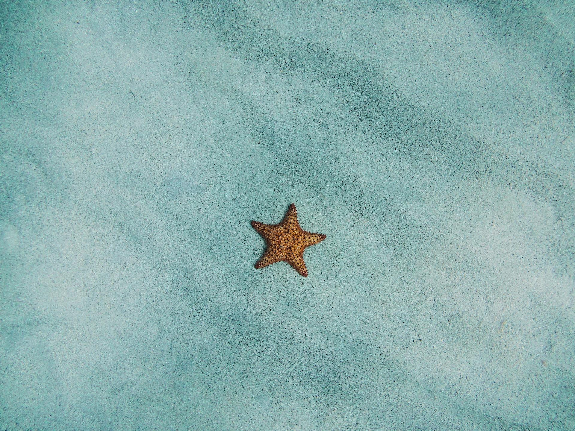 photo of starfish on sand