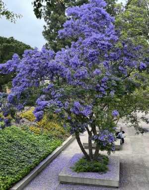 Purple jacaranda trees