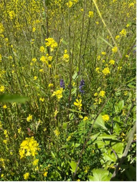 Photograph of yellow and purple flowers