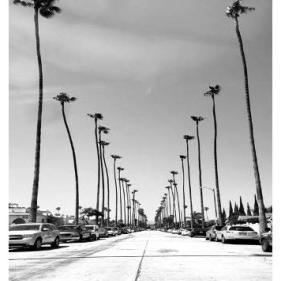 Black and White Image of Palm Trees and cars on street