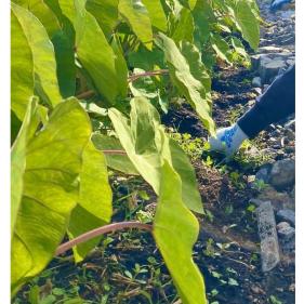 Image of Taro Plants